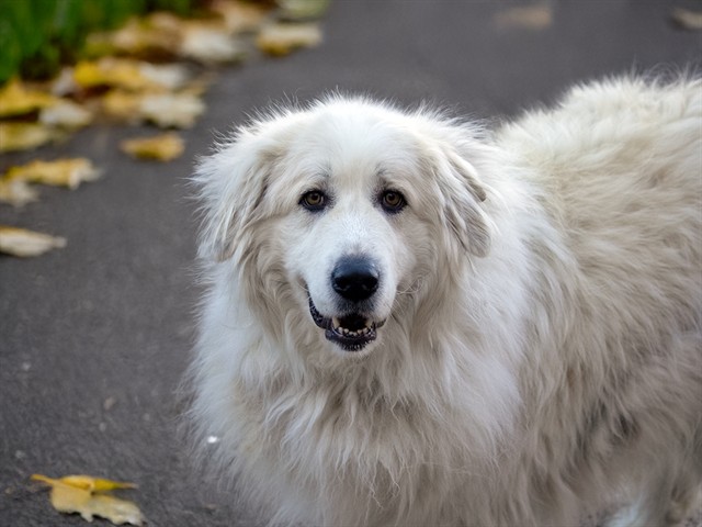 Ronda - Female - Great Pyrenees