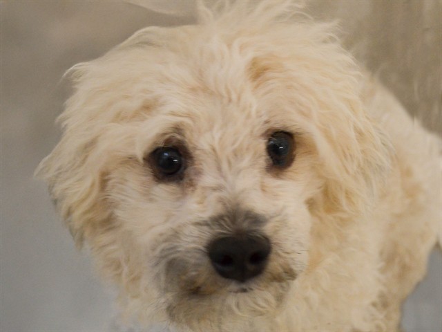 Val - Female - Bichon Frise-Mix