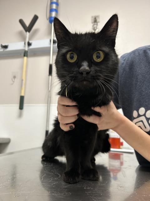 Squid - Female - Domestic LH