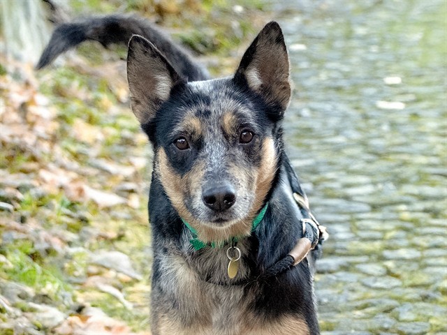 Bella - Female - Australian Cattle Dog