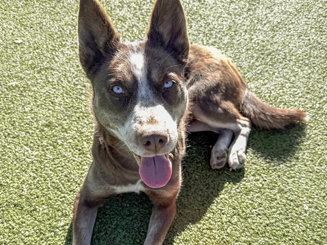 Cherry - Female - Siberian Husky-Mix