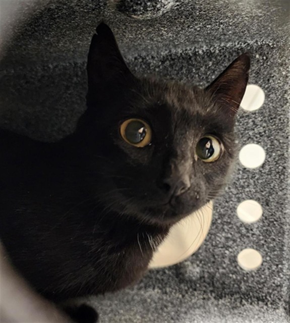  - Female - Domestic SH