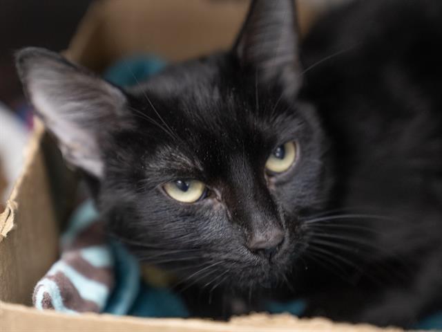 Layla - Female - Domestic SH