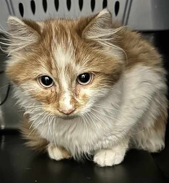 Lobster - Male - Domestic SH