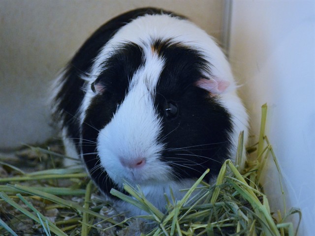 Solar - Female - Guinea Pig