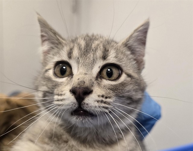  - Male - Domestic SH