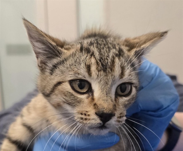  - Male - Domestic SH