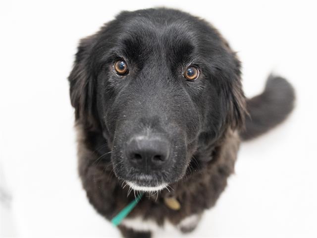Esme - Female - Great Pyrenees