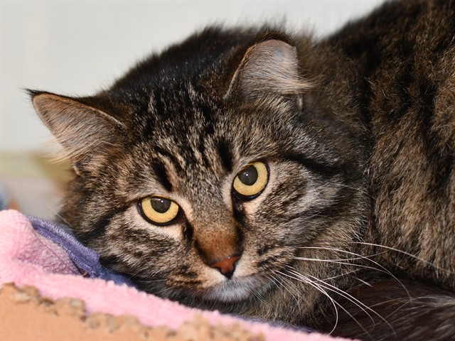 Juliette - Female - Domestic LH