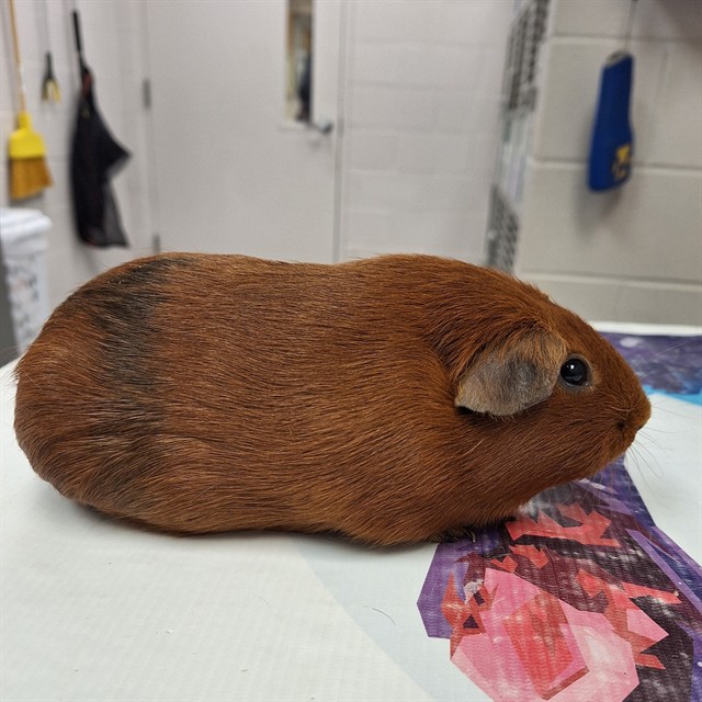 Daisy - Female - Guinea Pig