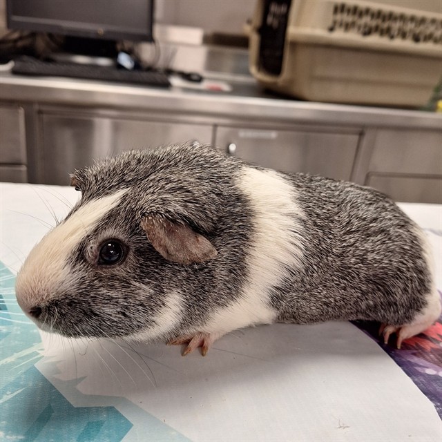 Peach - Female - Guinea Pig