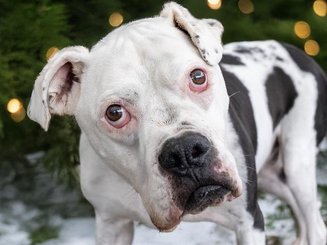 Tank - Male - Boxer-Mix