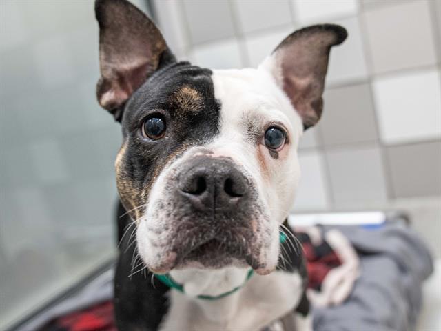 Brittany - Female - Pit Bull-Mix