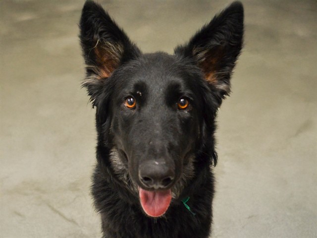 Pip - Female - German Shepherd-Mix