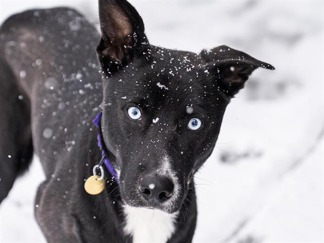 Avocado - Male - Nonspecific-Mix