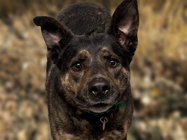 Dutchess - Female - German Shepherd