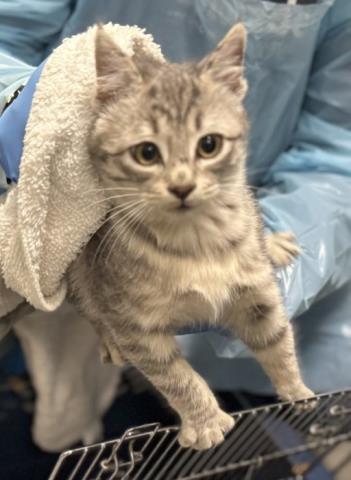  - Female - Domestic SH