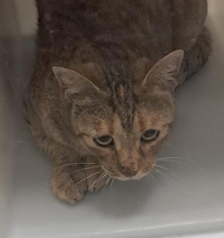  - Female - Domestic SH