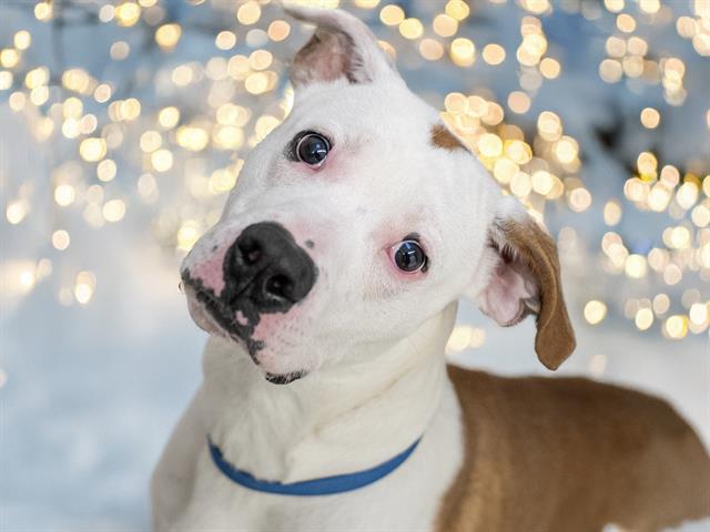 Petey - Male - Nonspecific