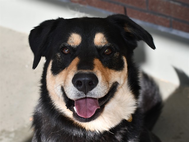 Nugget - Male - Siberian Husky-Golden Retriever