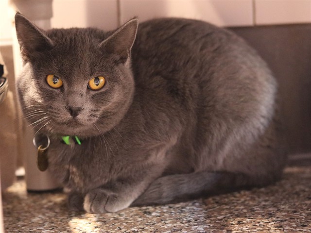 Wren - Female - Domestic SH