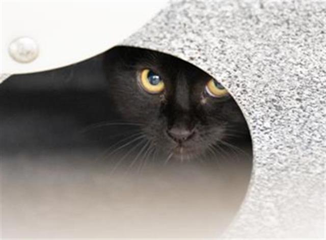 Finch - Female - Domestic SH