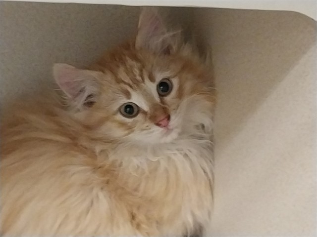 Tabasco - Male - Domestic LH