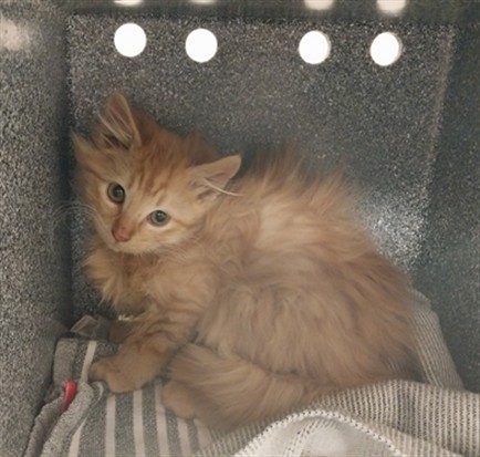 Siracha - Female - Domestic LH