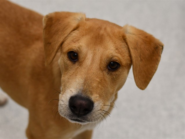 Thomas - Male - Nonspecific