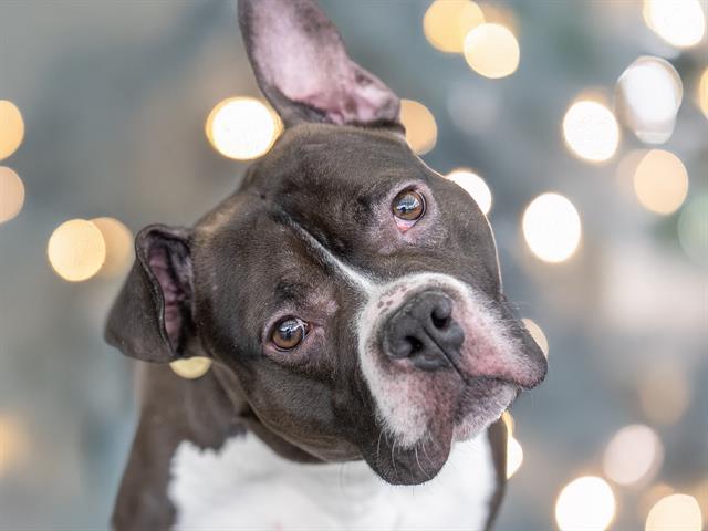 Satellite - Male - Pit Bull-Mix