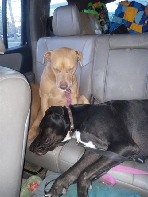 Mahi - Male - Pit Bull-Mix