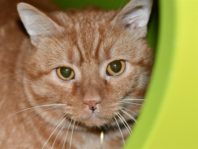 Charlie - Male - Domestic SH