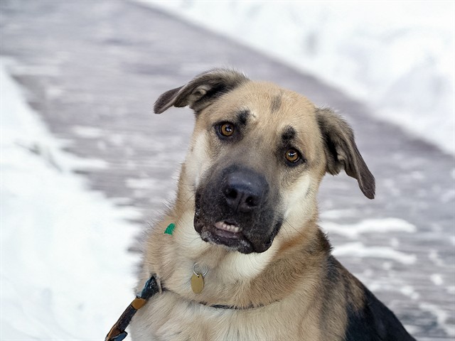 Stardust - Female - German Shepherd