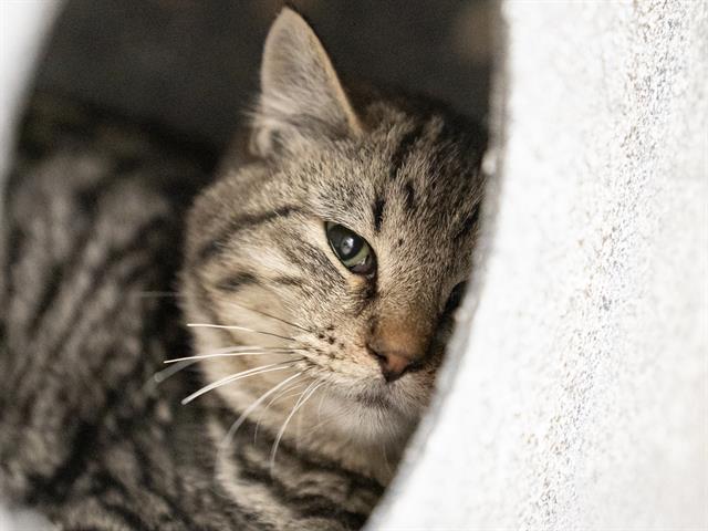 Maserati - Male - Domestic SH