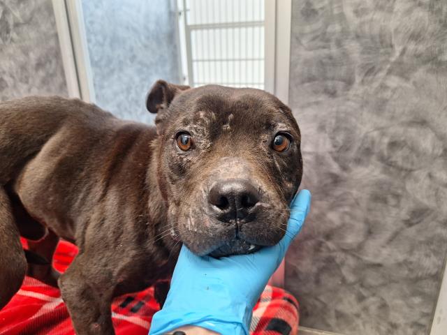  - Male - Pit Bull-Mix