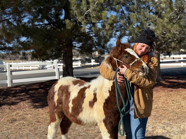 Max - Male - Pinto-Grade