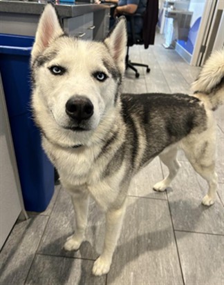 Cole - Male - Siberian Husky