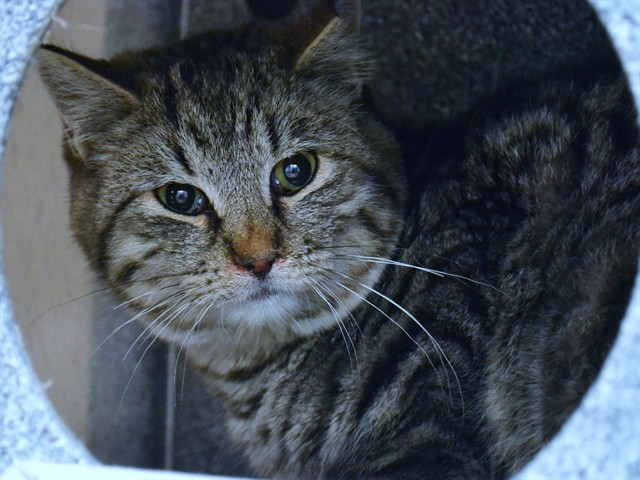 Gingerbread - Male - Domestic SH