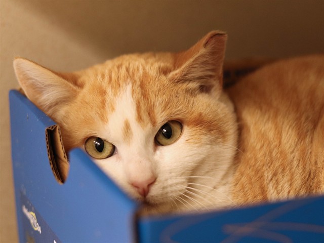 Nemo - Female - Domestic SH