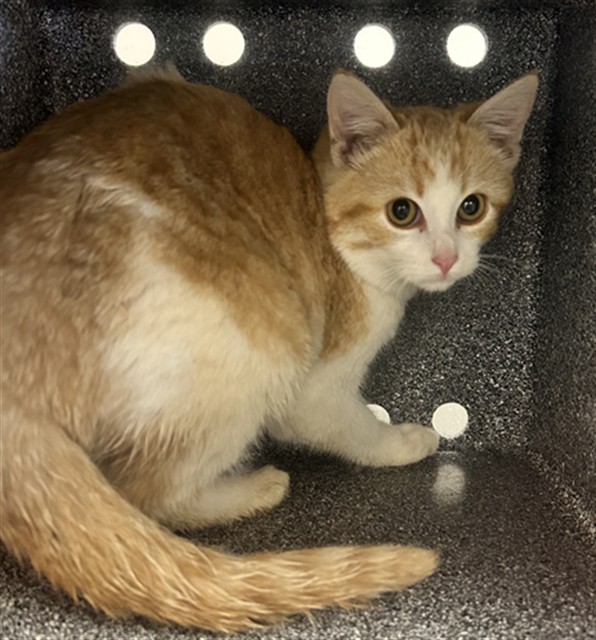 Squishy - Female - Domestic SH