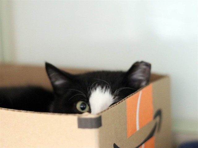 Dory - Male - Domestic SH