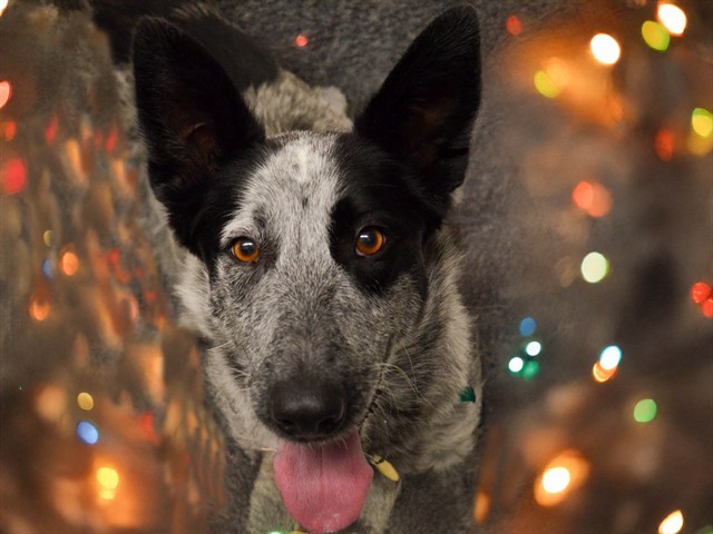 Gale - Female - Australian Cattle Dog