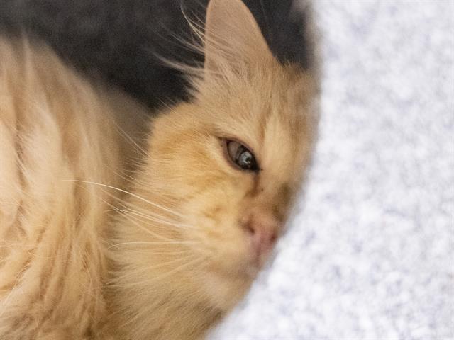 Elf - Male - Domestic SH