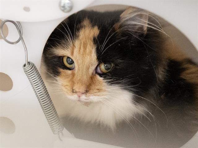 Twinkle Lights - Female - Domestic MH