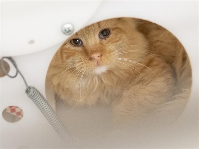 Chestnut - Male - Domestic SH