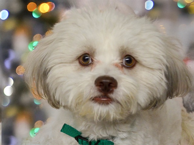 Snow - Female - Maltese-Shih Tzu