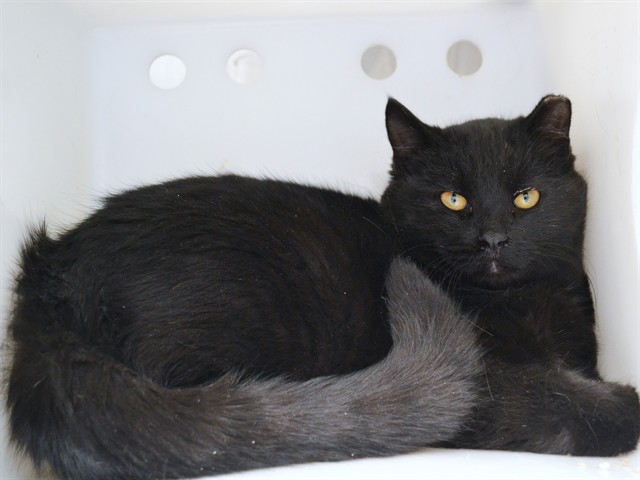 Mistletoe - Male - Domestic SH