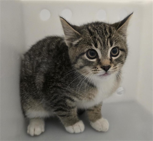 Hermey - Unknown - Domestic MH