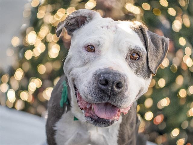 Oakley - Female - Pit Bull