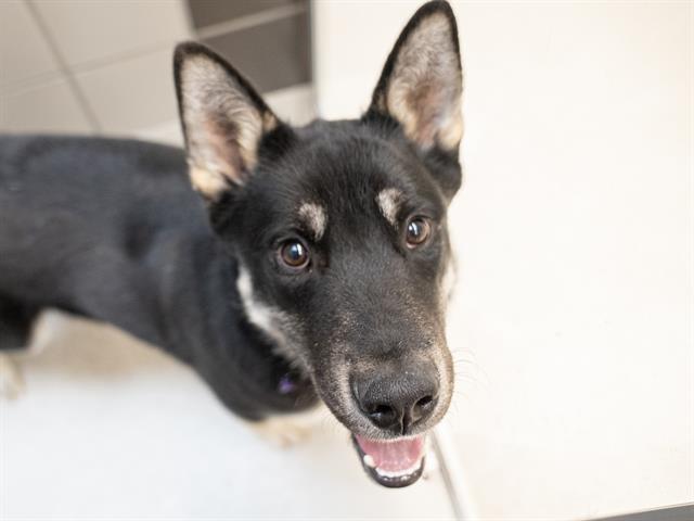  - Male - German Shepherd-Mix